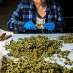 Female’s worker in gloves trimming with scissors marijuana leaves from dry buds 